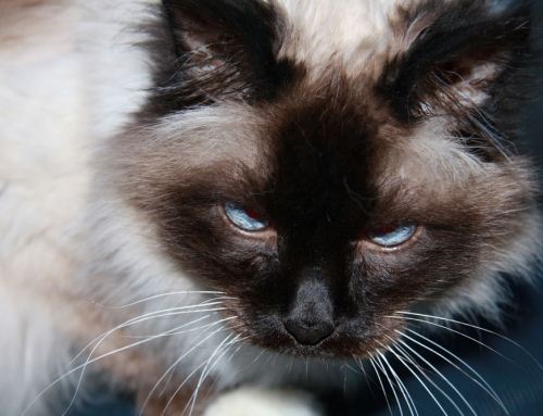 Unser Samson ist verstorben